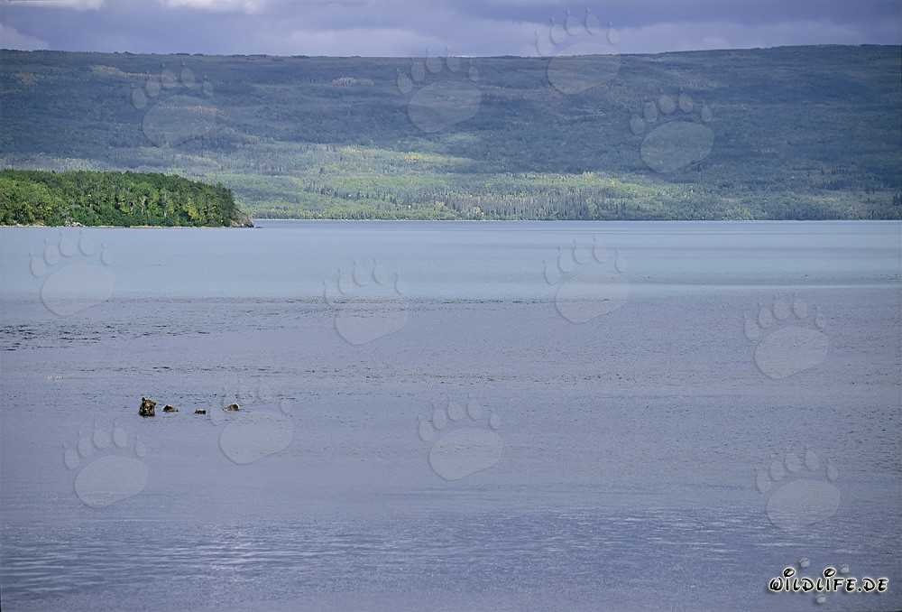 Famiglia di orsi bruni che pescano nel lago Naknek