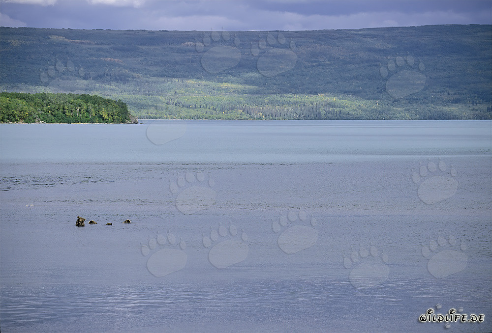 Familia de osos pardos pescando en el lago Naknek