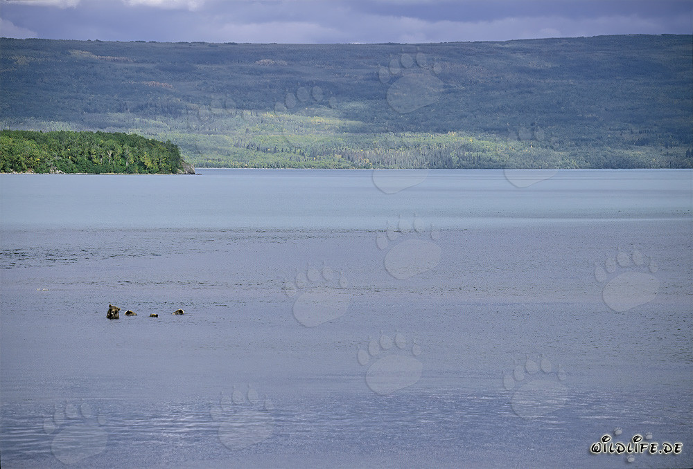 Famille d'ours bruns pêchant dans le lac Naknek