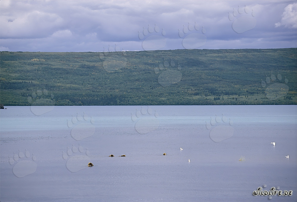 Braunbärenfamilie beim Lachssuchen im Naknek Lake in Alaska