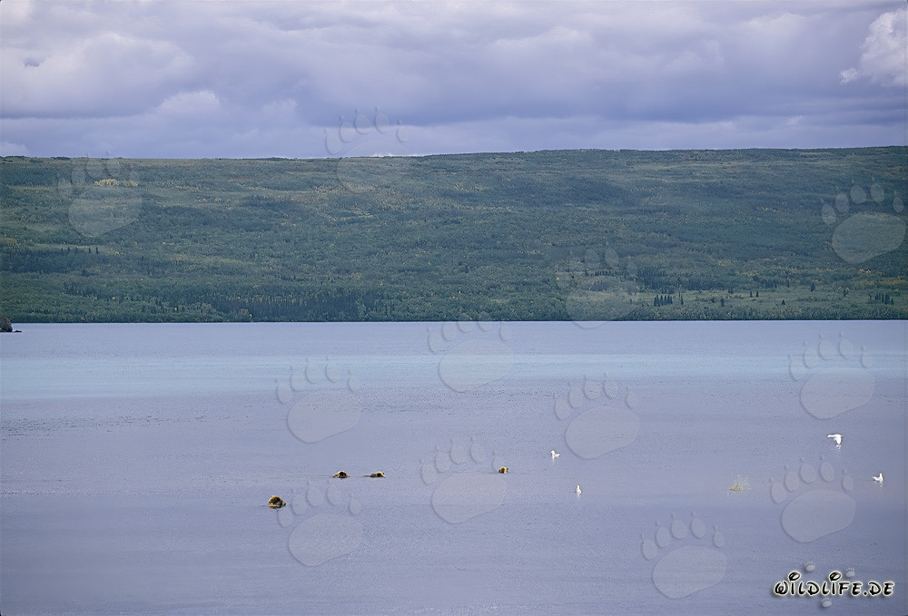 Brown bear family searching for salmon in Naknek Lake, Alaska