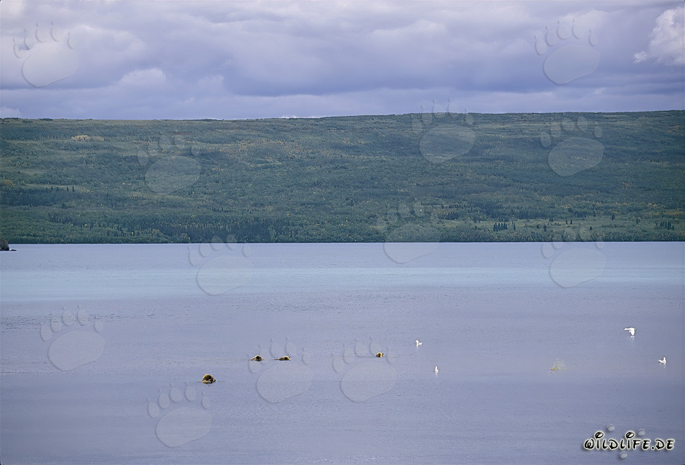 Famiglia di orsi bruni alla ricerca di salmoni nel lago Naknek in Alaska