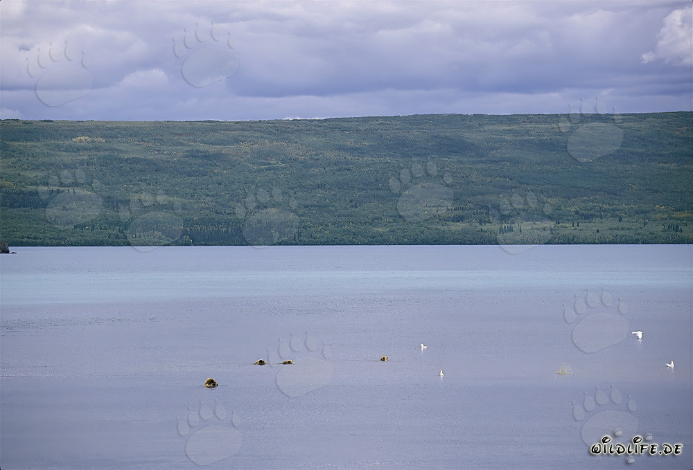 Familia de osos pardos buscando salmones en el lago Naknek en Alaska