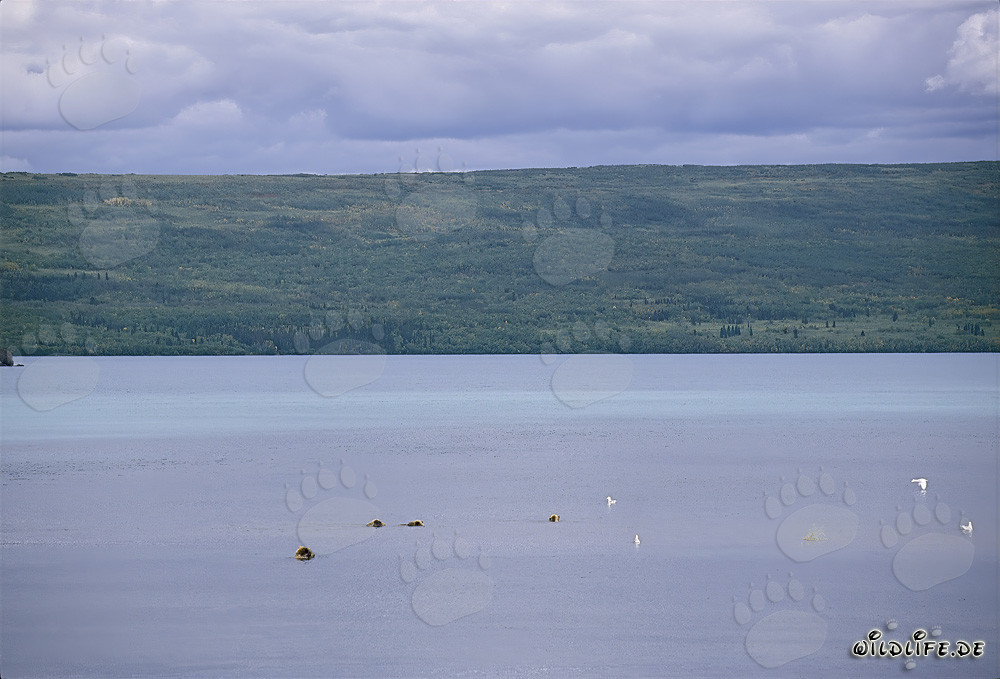 Famille d'ours bruns à la recherche de saumons dans le lac Naknek en Alaska