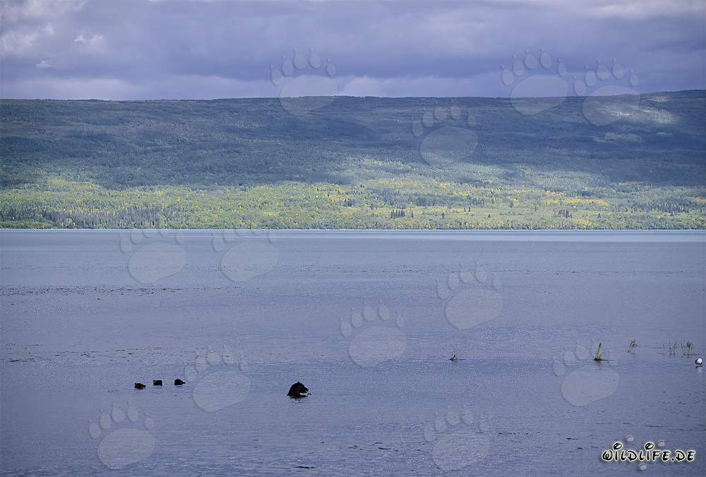 Braunbärenfamilie beim Lachsfang im Naknek Lake