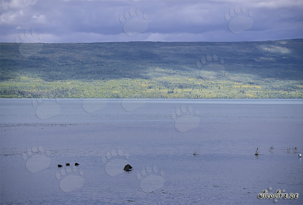 Brown Bear Family Fishing for Salmon in Naknek Lake