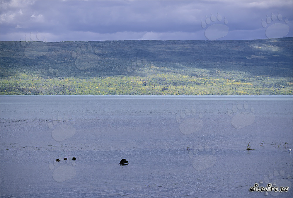 Famiglia di orsi bruni che pescano salmoni nel lago Naknek