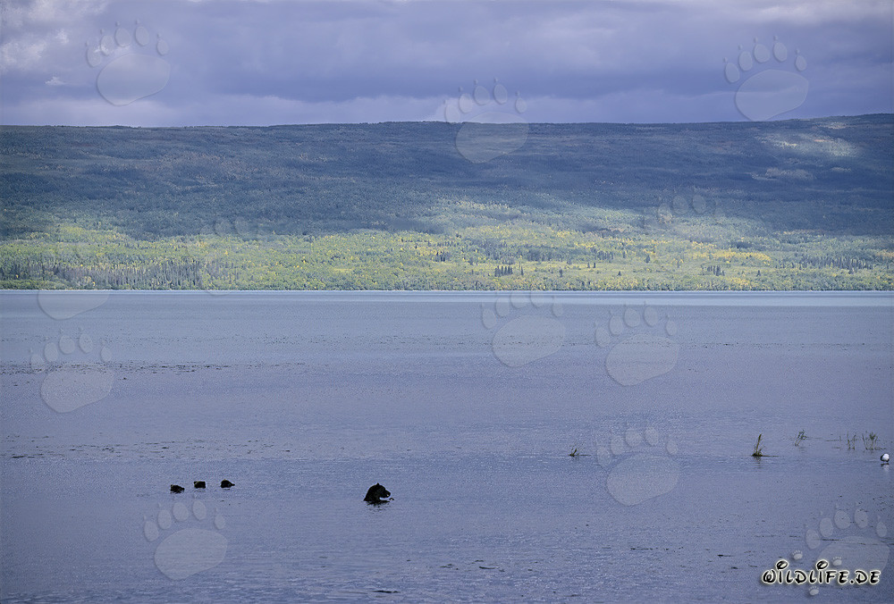 Familia de osos pardos pescando salmones en el lago Naknek