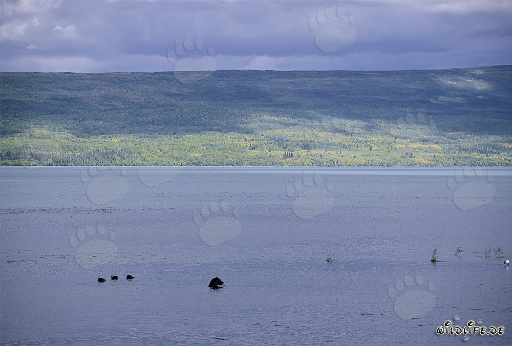 Famille d'ours bruns pêchant du saumon dans le lac Naknek