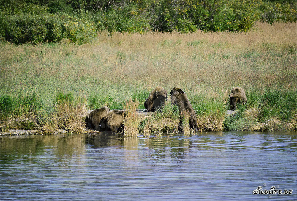Dangerous Encounter at Brooks River in Alaska