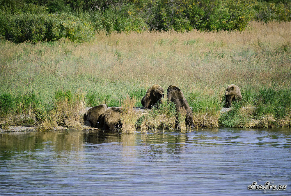 Gefährliche Begegnung mit Braunbären am Brooks River in Alaska