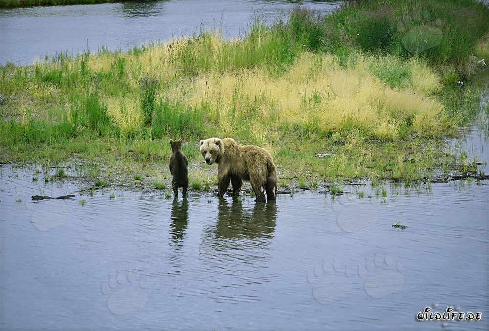 Braunbärin mit ihrem Jungtier am Ufer eines Flusses