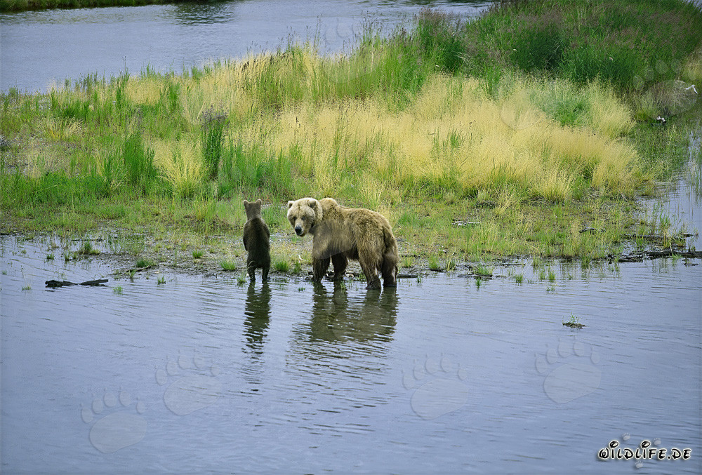 Orsa bruna con il suo cucciolo sulle rive di un fiume