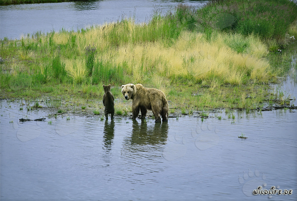 Osa parda con su cría en la orilla de un río