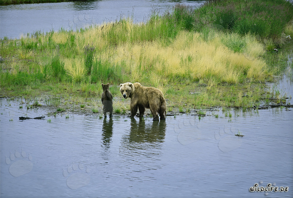 Sow with her cub on the river bank