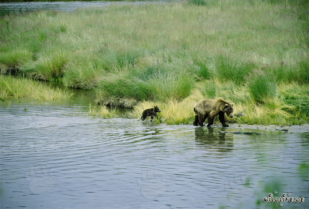 Braunbärin mit Bärenkind am idyllischen Flussufer