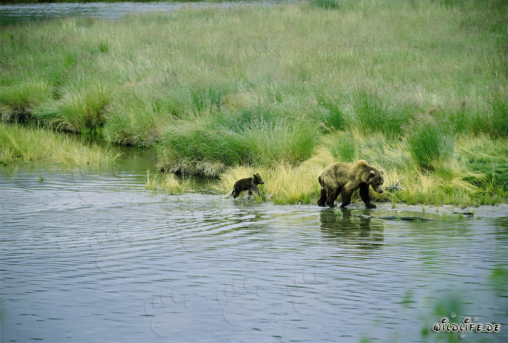 Brown bear with cub on the picturesque river bank