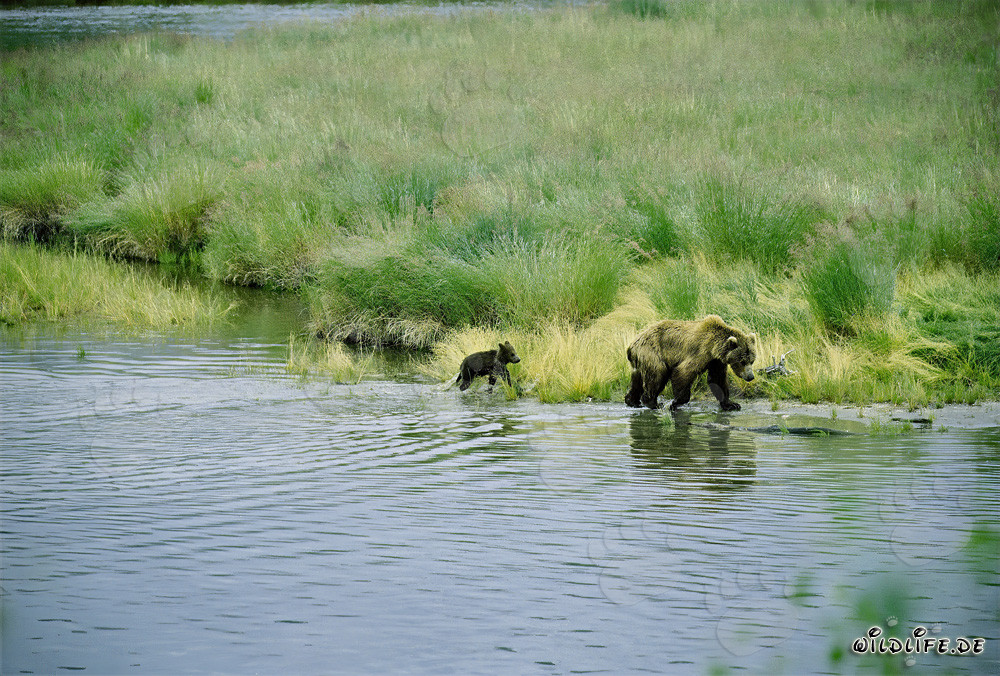 Orsa bruna con cucciolo di orso sulla riva idilliaca del fiume