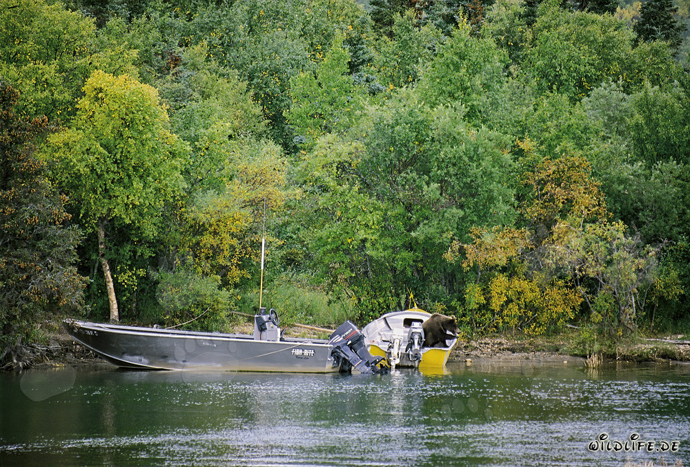 Neugieriger Braunbär inspiziert das Boot am Brooks River in Katmai, Alaska, USA