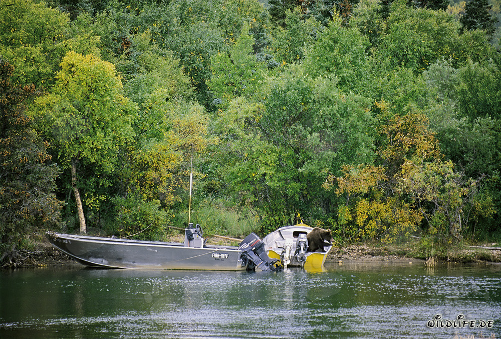Curious brown bear inspecting the boat at Brooks River in Katmai, Alaska, USA