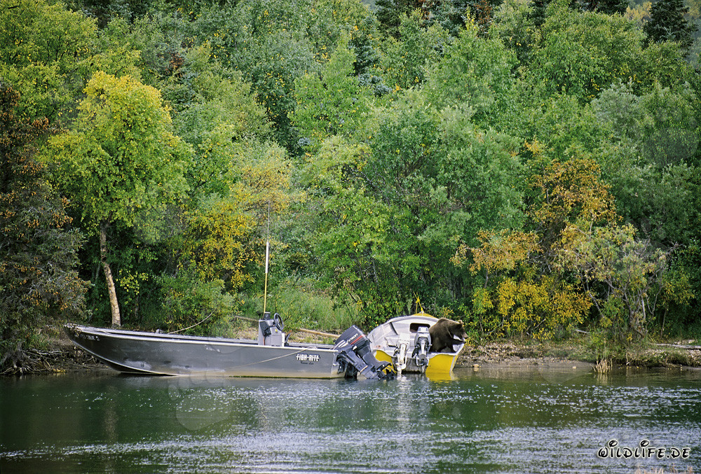 Ours brun curieux inspecte le bateau sur la rivière Brooks à Katmai, Alaska, USA