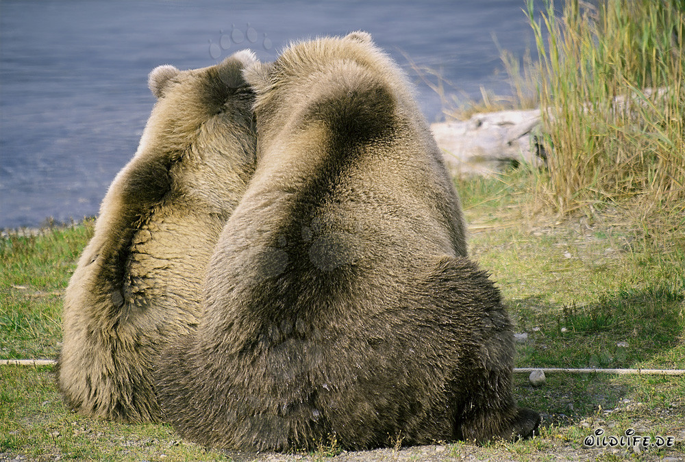 Vue arrière de deux majestueux ours bruns sous la lumière du soleil