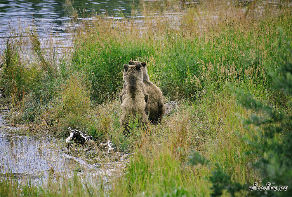 Braunbärfamilie entspannt sich in der Sonne