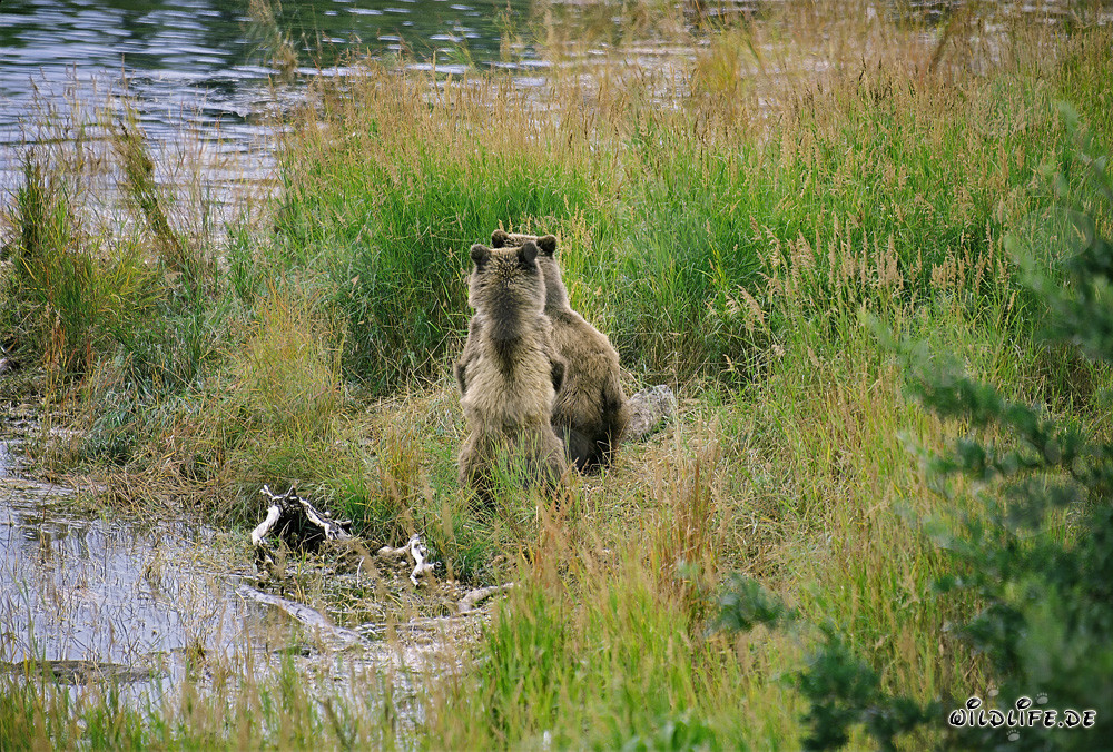 Brown bear family relaxes in the sun