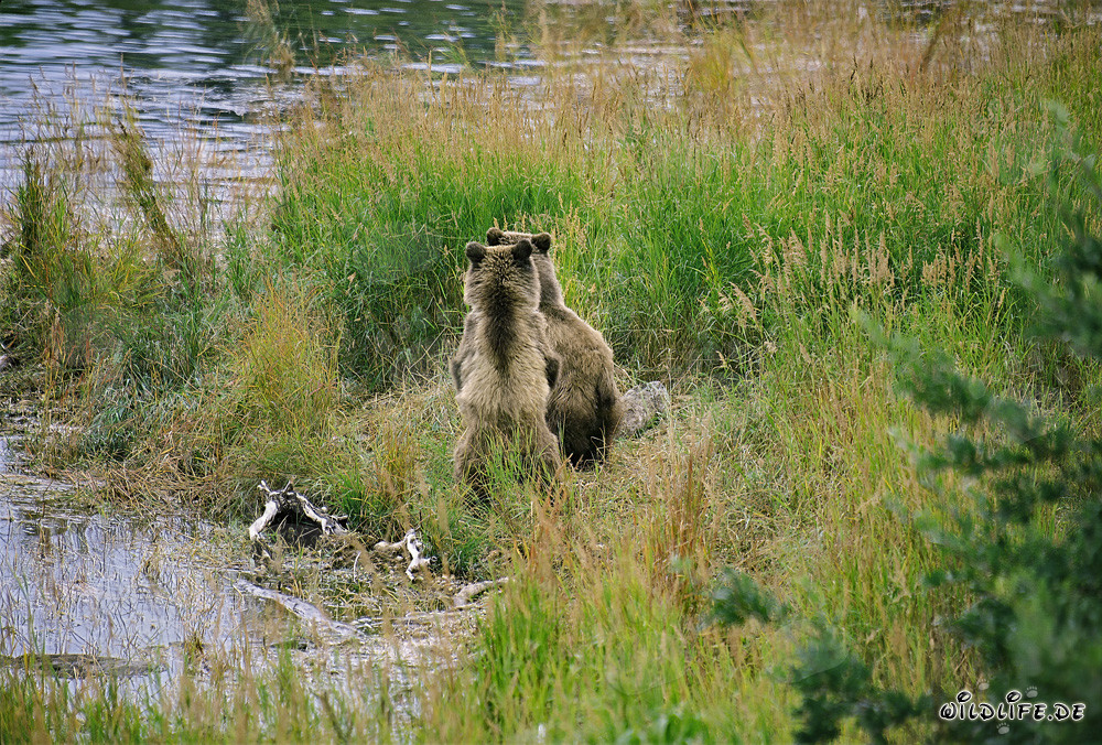 Famiglia di orsi bruni che si rilassa in riva al fiume