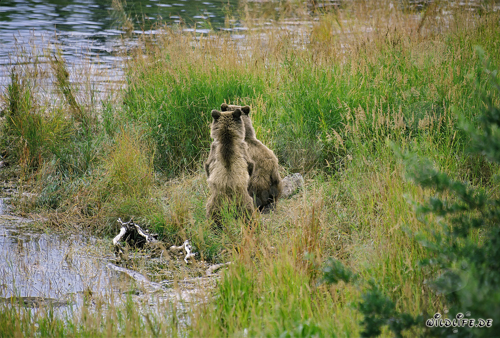 Familia de osos pardos relajándose a orillas del río
