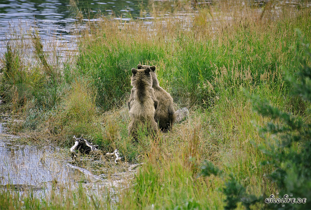 Famille d'ours bruns se détend au bord de la rivière