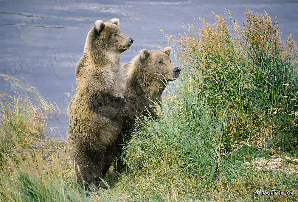 Mutter Braunbär und Junges entdecken spannende Überraschung am Flussufer
