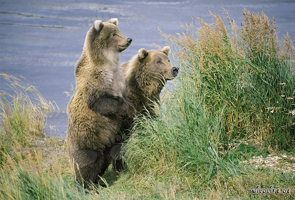 Encounter of two curious brown bears at the riverbank