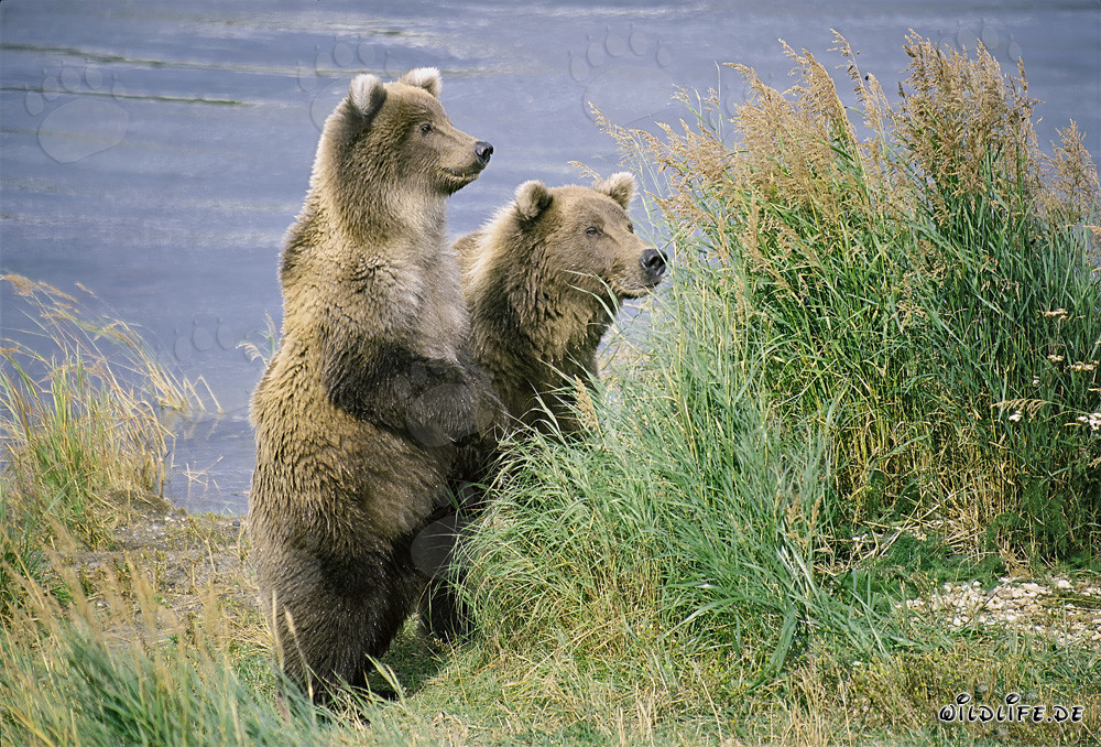 Rencontre de deux ours bruns curieux au bord de la rivière