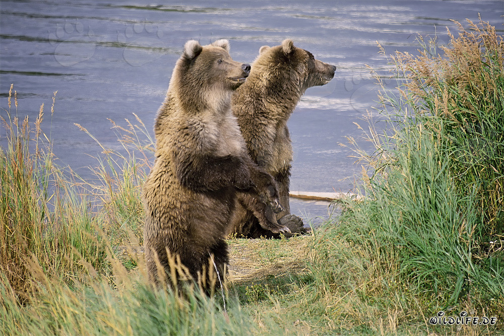 Two majestic Brown Bears at the riverbank