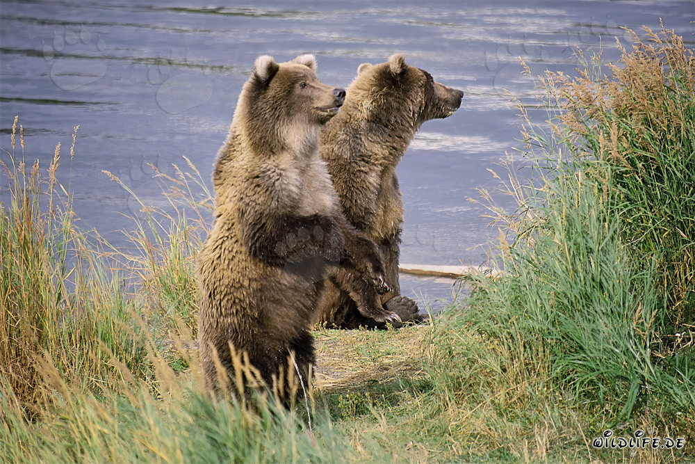 Dos majestuosos osos pardos en la orilla de un río