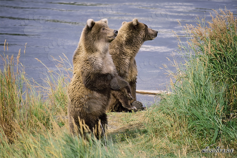 Deux majestueux ours bruns sur la rive d'une rivière