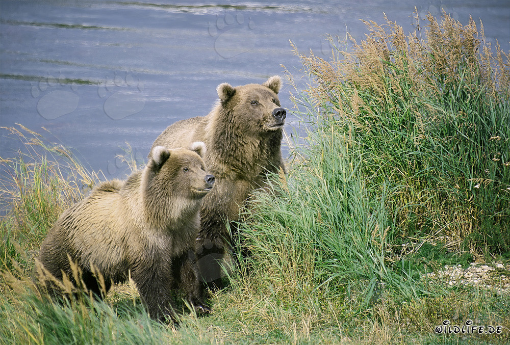 Zwei aufmerksame Braunbären am Brooks River in Alaska