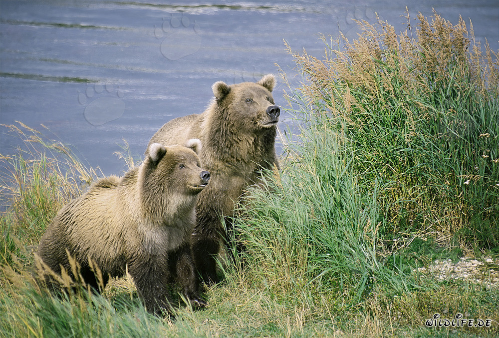 Two attentive brown bears at Brooks River in Alaska