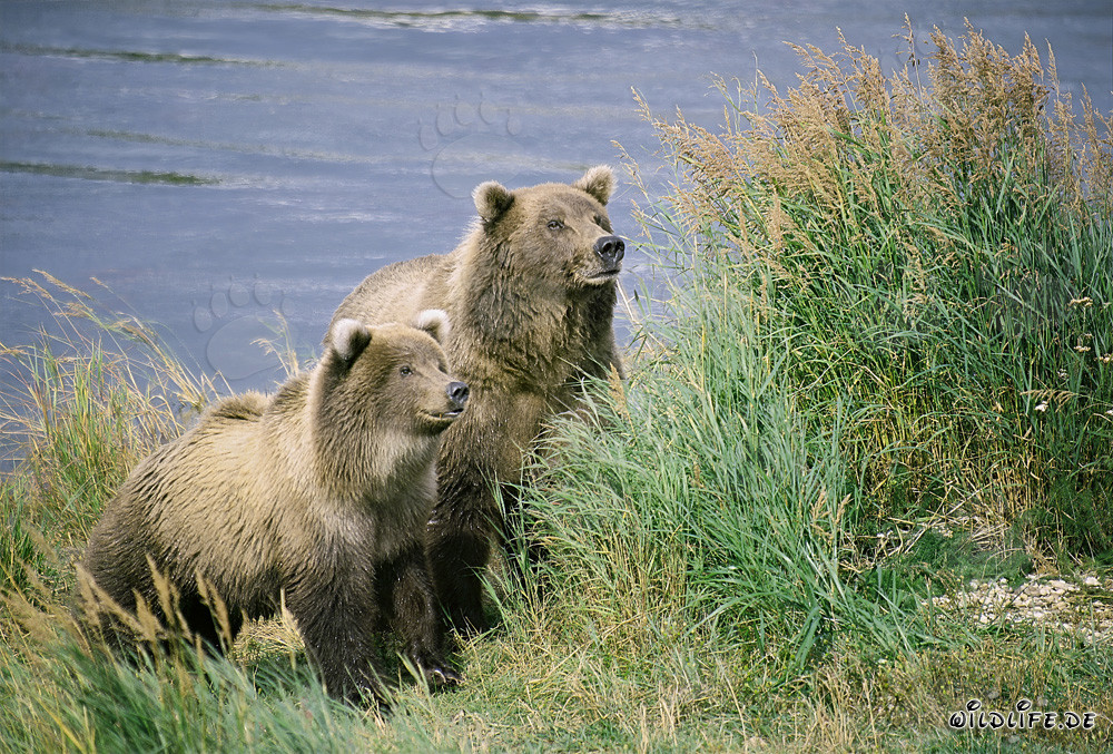 Deux ours bruns attentifs au fleuve Brooks en Alaska