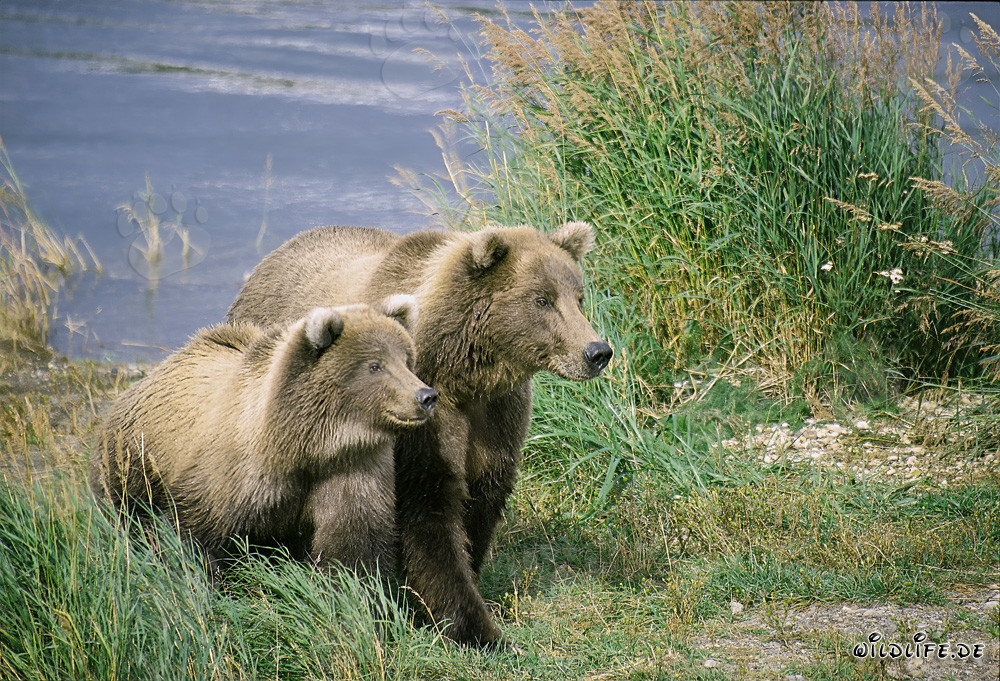 Zwei hochkonzentrierte Braunbären am Brooks River, Katmai, Alaska