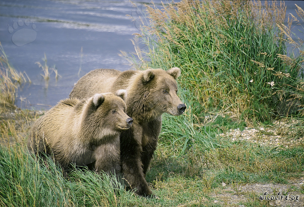 Two highly concentrated brown bears at Brooks River, Katmai, Alaska