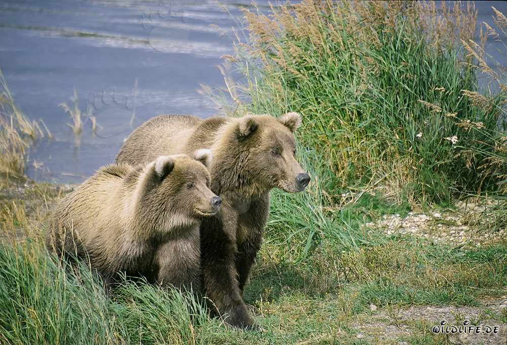 Due orsi bruni altamente concentrati al Brooks River, Katmai, Alaska