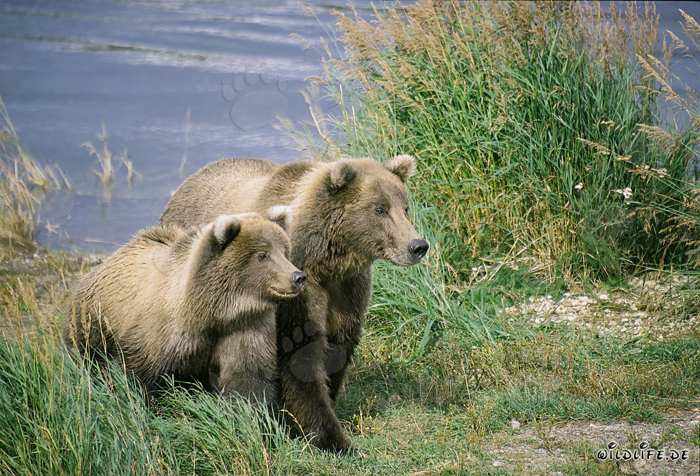 Dos osos pardos altamente concentrados en el río Brooks, Katmai, Alaska