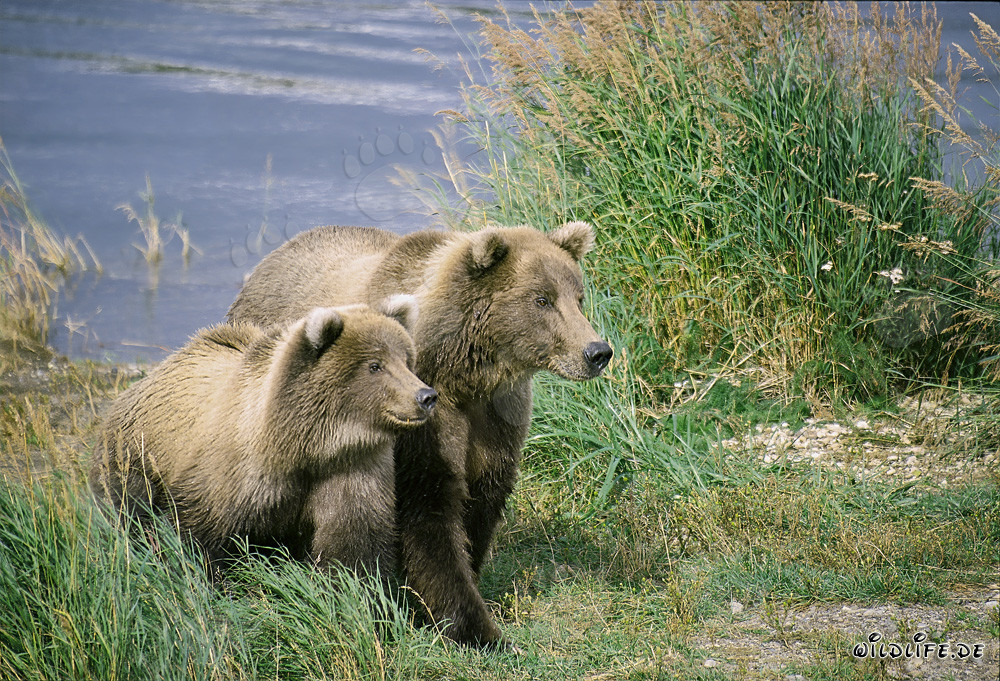Deux ours bruns fortement concentrés au Brooks River, Katmai, Alaska