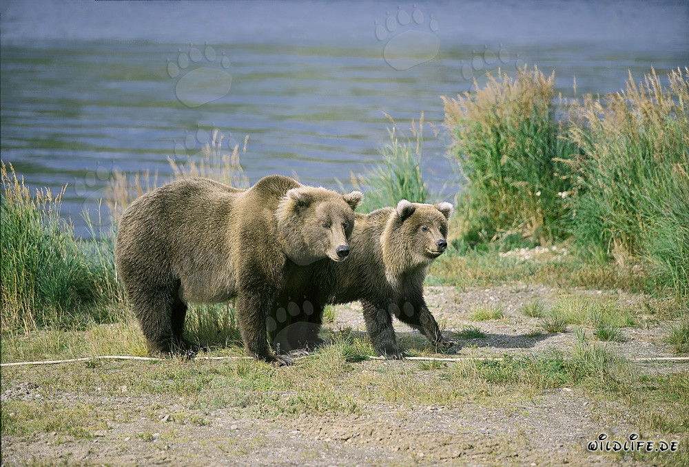 Brown bears attentively observe a conspecific on the river bank