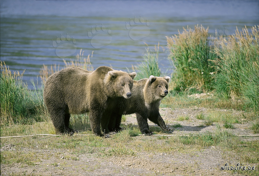 Observation attentive de l'ours brun en train d'observer un congénère sur la rive de la rivière