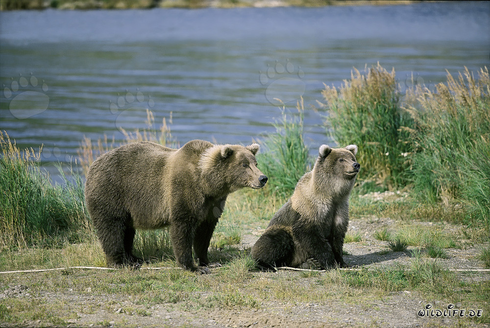 Angespannte Braunbärin mit Jungbär am Brooks River, Katmai, Alaska