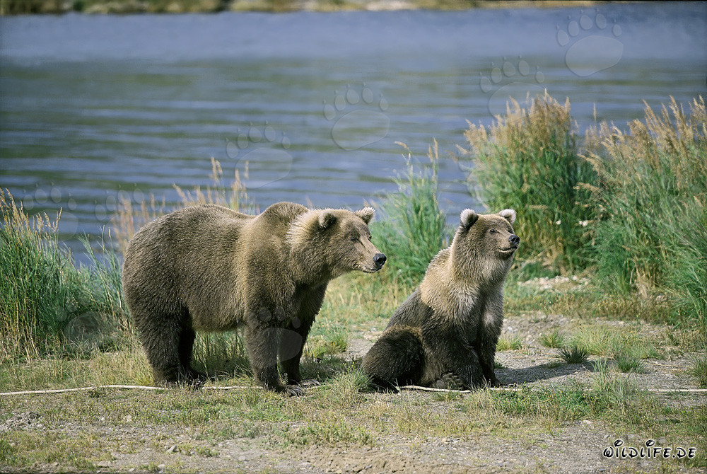 Tense Brown Bear with Bear Cub at Brooks River, Katmai, Alaska