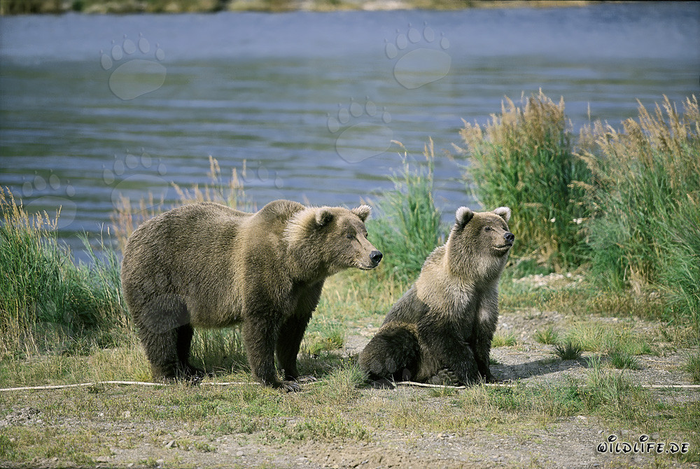 Orsa bruna tesa con orsetto al Brooks River, Katmai, Alaska